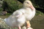 What Are the Causes of Seizures in Ducks?
