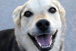 Boric Acid As Eyewash for Dogs