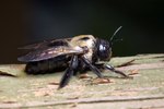 10 Facts About Carpenter Bees