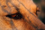 Glaucoma Symptoms for Dogs