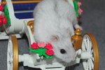 Information on White Dwarf Hamsters