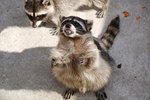 How to Release a Raccoon