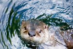 How Do Sea Otters Move?