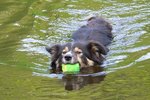 How to Protect a Dog's Ears When Swimming