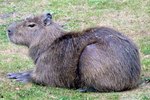How to Care for a Pet Capybara