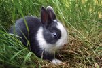 What Do Rabbits Mean When They Chatter Their Teeth at You?