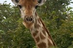 Facts About Migration Patterns for Giraffes