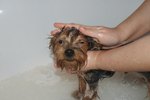 Information on Dogs That Are Dying From Flea and Tick Products