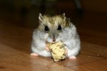 Can Dwarf Hamsters Eat Dried Apricots?