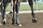 Horse Hoof Diseases & Problems