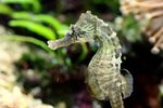 How to Care for a Lined Seahorse