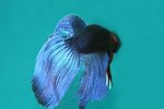 Description of a Male Vs. Female Betta