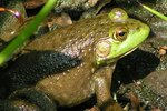 Types of Frogs & Toads That Live in Louisiana