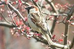 How Do Sparrows Serve in the Ecosystem?