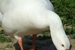 How to Make a Leg Brace for a Goose