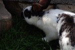 What Does Chin Rubbing Mean for a Rabbit?