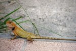 How Do Geckos Breathe?