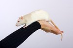 Can Pet Rats Die From Being Too Cold?