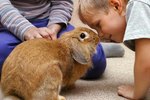 How to Pet a Rabbit
