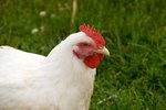 How to Start a Poultry Farm