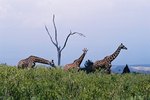How Do Giraffes Protect Themselves?