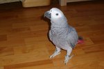 African Grey Parrot Lifespan