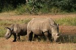 Where Do Rhinos Sleep?