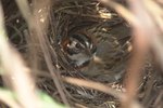 How to Protect Bird Nests From Predators