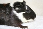 Symptoms of a Guinea Pig With a Malocclusion