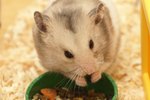 What Is the Food & Water Requirement for a Hamster?