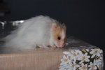 What Does It Mean if My Hamster Is Bald?