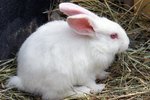 Food for Pet House Rabbits Vs. Wild Rabbits