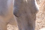 How to Put Garlic Powder in Horse Feed for Fly Repellent