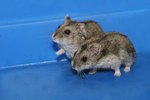 What to Do if You Think Your Dwarf Hamsters Are Mating