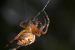 Advantages & Disadvantages of Spiders as Pets
