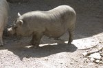How to Make Clothing for Potbelly Pigs