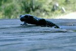 How to Care for a Red-Backed Salamander