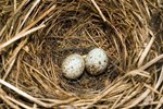 How to Care for a Fallen Bird's Nest With Live Eggs in Your Home