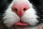 A Dry Flaky Nose in a Cat