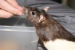 Can Pet Rats Eat Hard Boiled Eggs?