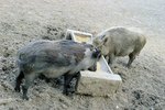 How to Build Pig Pens