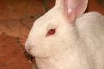 How to Control Odors From a Male Pet Rabbit