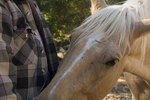 Horse Lease-to-Own Agreements
