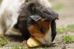 Foods for Guinea Pigs That Are High in Vitamin C