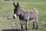 What Are the Treatments for Flies on Donkeys?