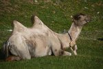 Animals With a Hump