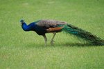How to Own Peacocks as Pets
