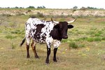 Information About the Animal Called the Bull