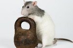 Constipation in Rats