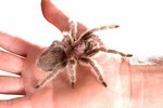 Pet Tarantulas & Molting Injuries